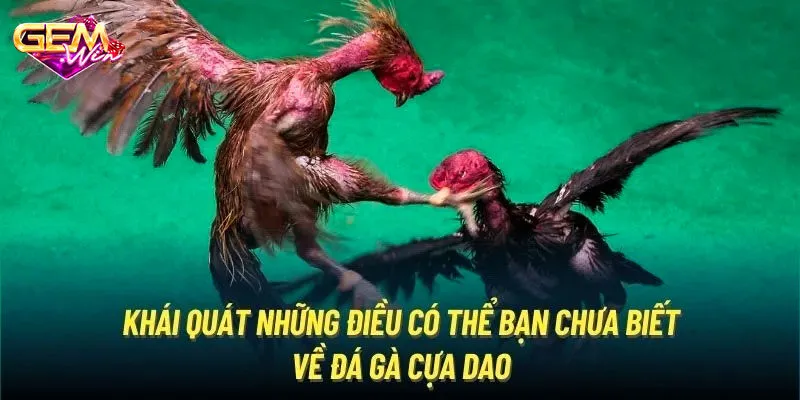 Luật chơi đá gà cựa dao kê thủ cần biết