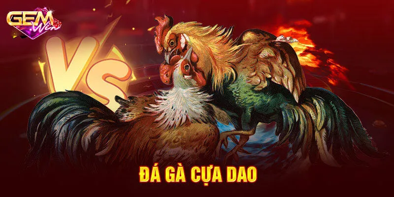 Đá Gà Cựa Dao - Đấu Trường Của Những Dũng Sĩ “Máu Lửa”